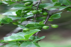 Canthium parviflorum